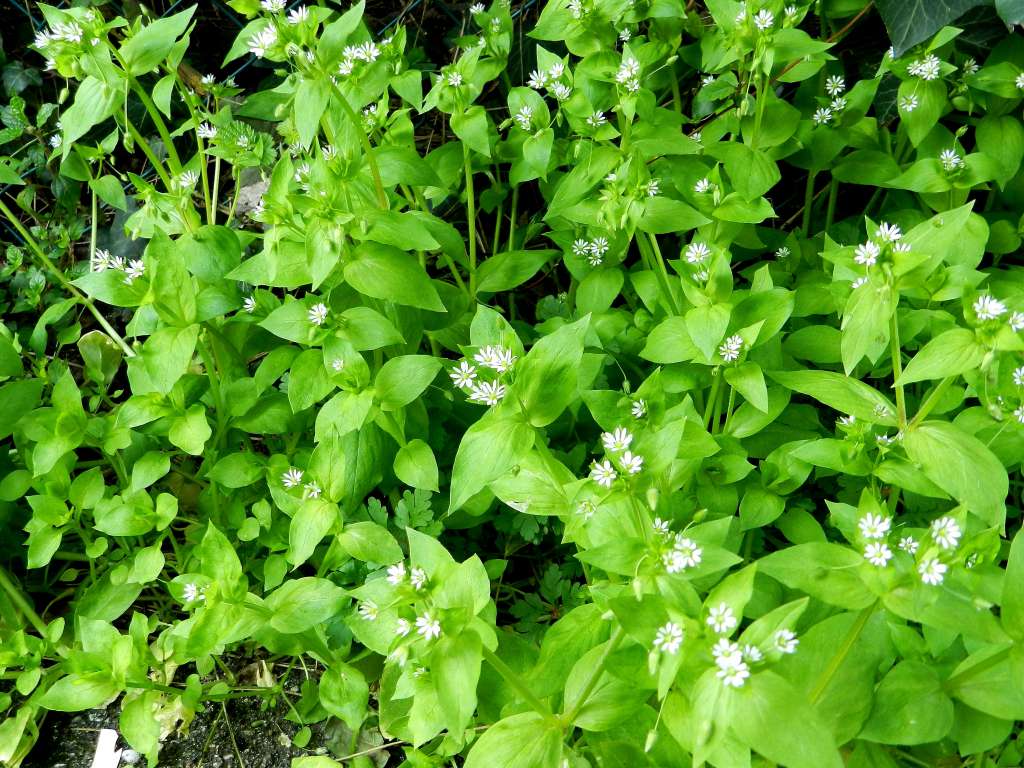 Stellaria neglecta ( Caryophyllaceae)